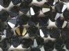 25 6mm Jet Hematite 2x Bicone Swarovski